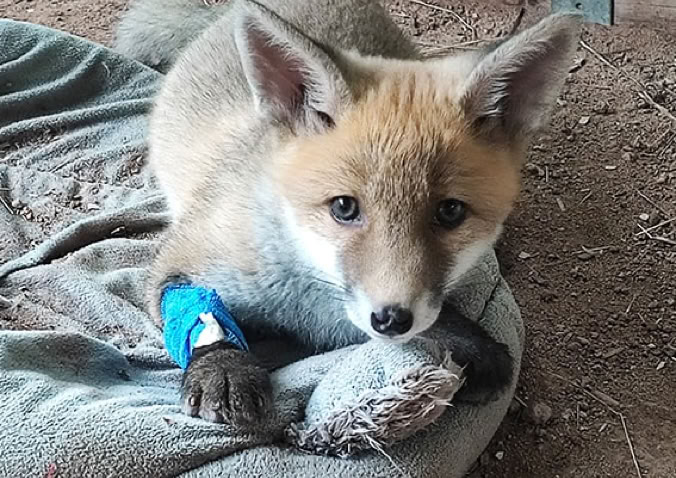Fuchs in der Betreuungsstation