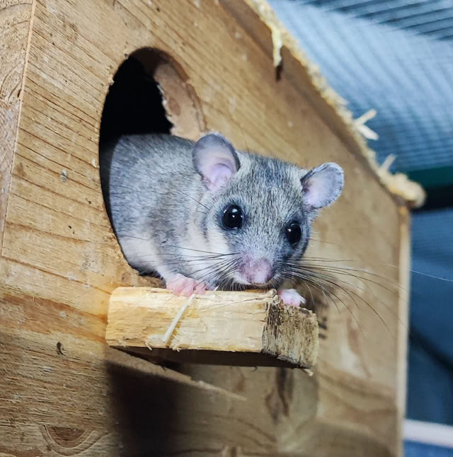 Siebenschläfer kommt aus dem Nistkasten