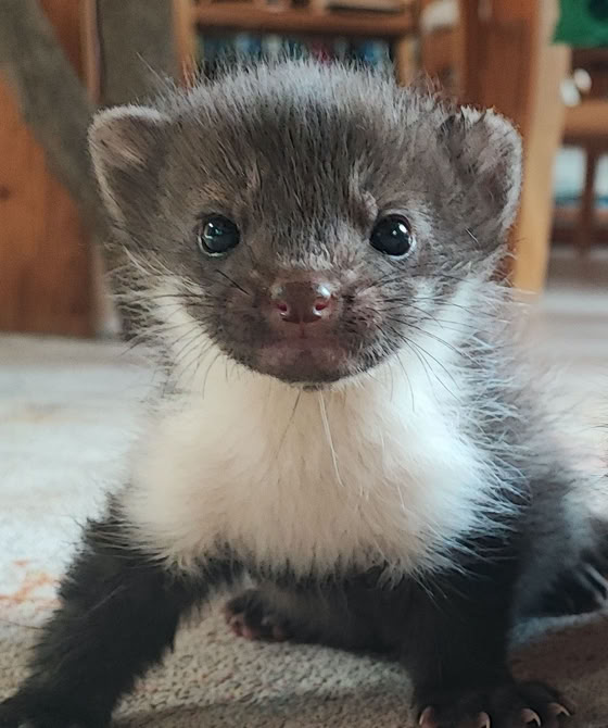 Marderkind bekommt die Flasche