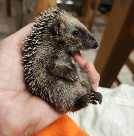 Junger Igel in der Hand
