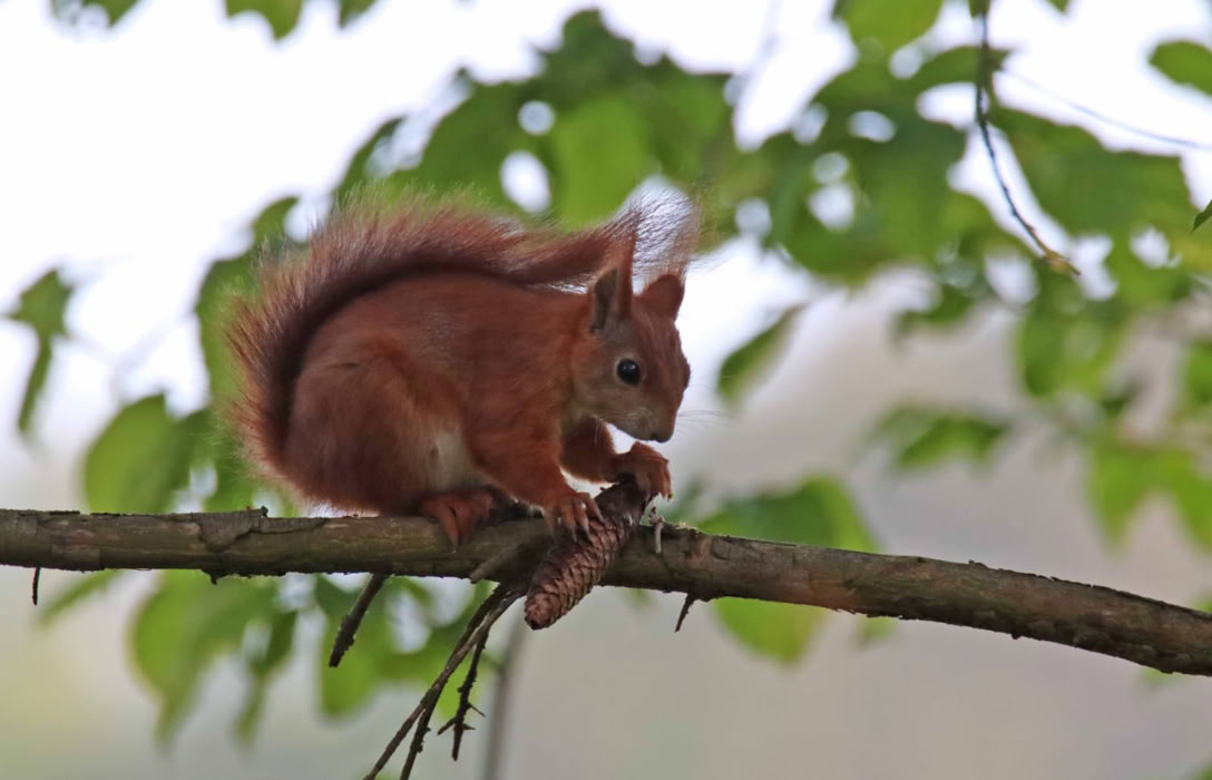 Eichhörnchen mit Tannenzapfen