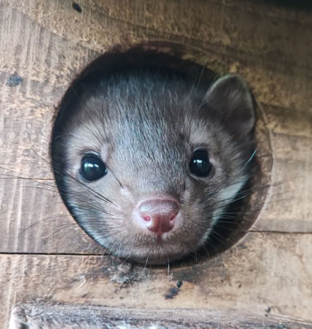 Marder schaut aus einer Luke heraus