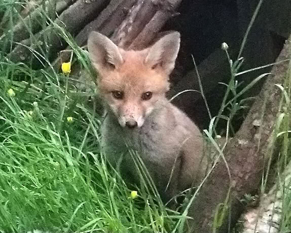 Fuchs am Eingang des Baus