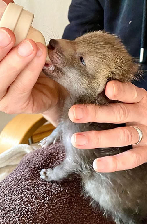 Junger Fuchs bekommt die Flasche