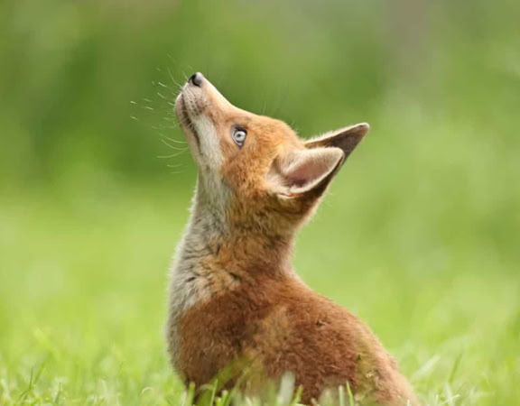 Fuchs schaut nach oben