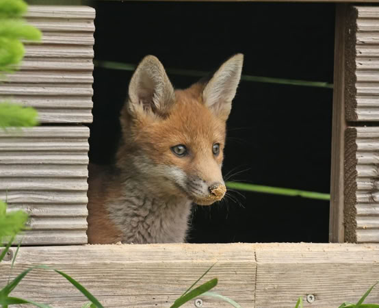 Fuchs schaut aus dem Bau heraus