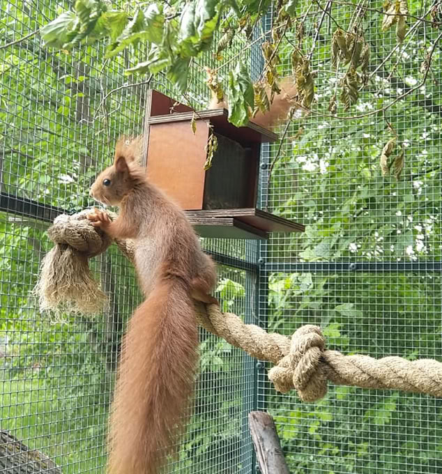 Eichhörnchen turnt im Gehege