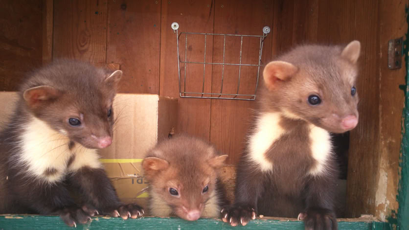 Drei Marderkinder