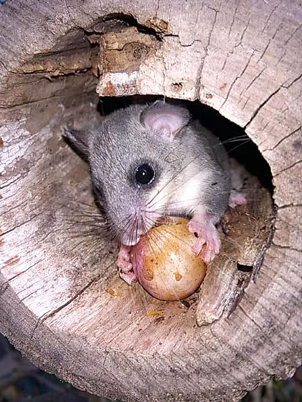 Siebenschläfer mit Futter in einem Baumstumpf